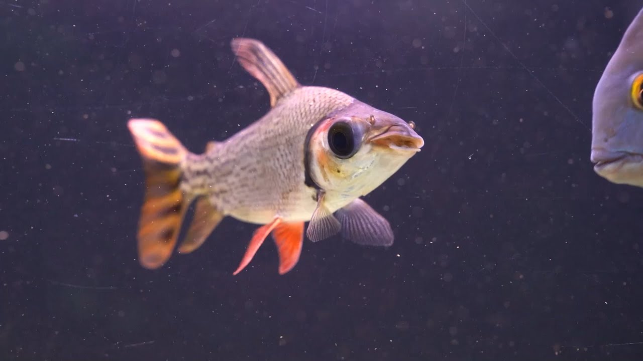 Schwanzstreifen-Nachtsalmler - Semaprochilodus taeniurus