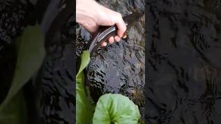роднуля, рости большой #приколынарыбалке #хариус