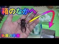 カブトムシ・クワガタの新居の準備【カブトムシ飼育】