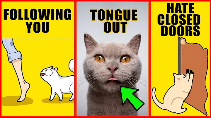 8 Odd Cat Behaviors Explained - DayDayNews