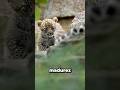 Datos de Animales muy Curiosos