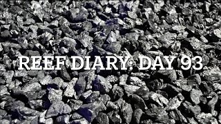 RD93: GAC replaced, Magnesium mixed up, Benereef added to the hungry reef
