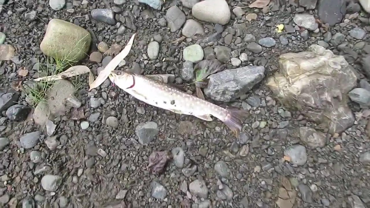 尺イワナをいっただきぃ とはいえ 夜明けから釣り上がて４時間 努力賞かな ｂｙ 釣れない釣り師の釣り紀行 In 北海道夕張市の山岳河川 Part２ Tkhunt