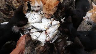 To Day Feeding Raw Fish - Hungry Cats Eating fish - Kitten Eating Raw Fish