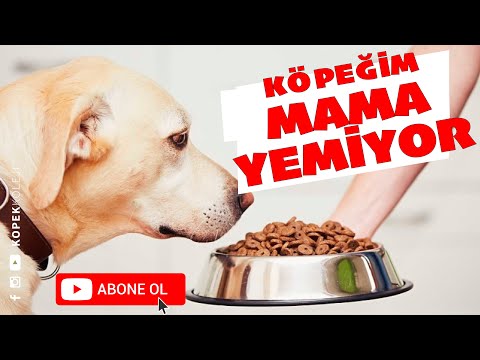 Video: Köpek Neden Yemek Yemeyi Reddediyor?