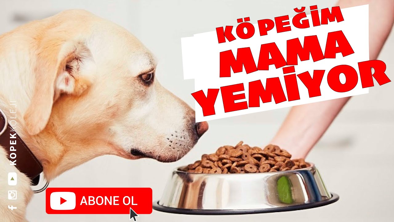 Kopegim Mama Yemiyor Youtube