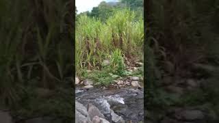 Ini Dia Bunga Kaliandra Liar Tepi Sungai Melengkapi Suasana