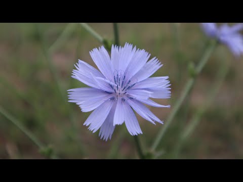 Video: Diferentes Plantas De Achicoria: Variedades De Achicoria Para El Jardín