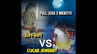 Download Lagu Masteran trotol murai batu super jernih,jeda 3 menit!! MP3