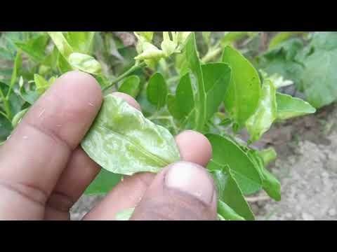वीडियो: नींबू के पत्ते की समस्या - नींबू के पत्ते गिरने का क्या कारण है