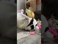 Cats Are Tiny Miracles Wrapped In Fur 😻#catshorts #catsofyoutube #catstory #kotek