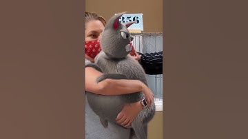 Round cat wins gold at cat show