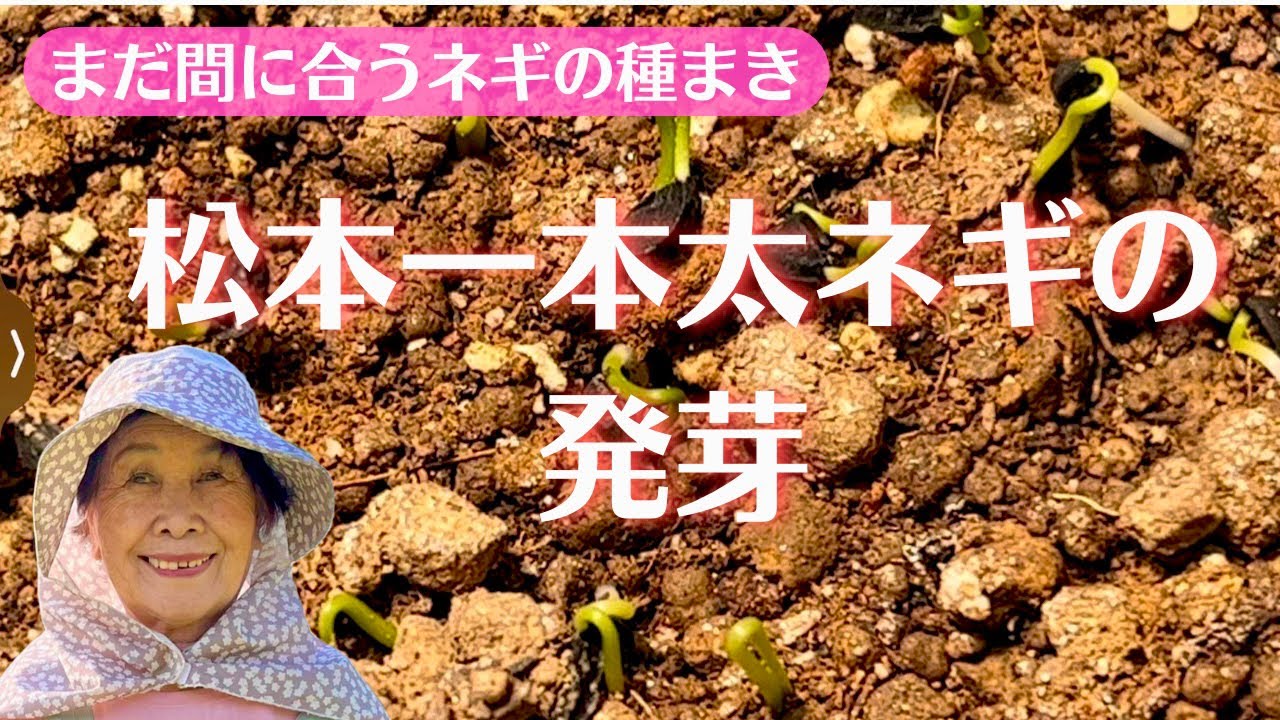 Germination of Matsumoto Ippon Futo Negi] It's not too late to sow