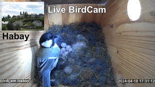 Live Birds 2024 - BirdCam Habay