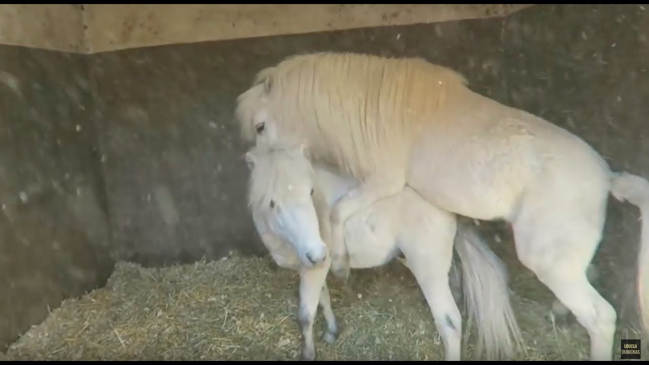 HORSES MATING