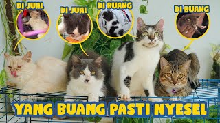 SEMUA KUCING INI SAMA SAMA DI BUANG WAKTU KECIL