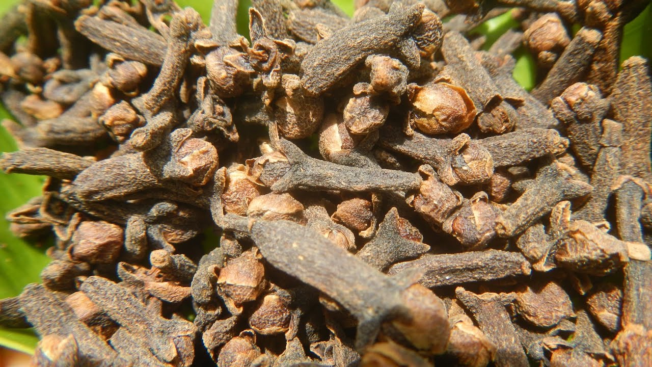 Clove Benefits for Seniors: The Secret to Health and Vitality!