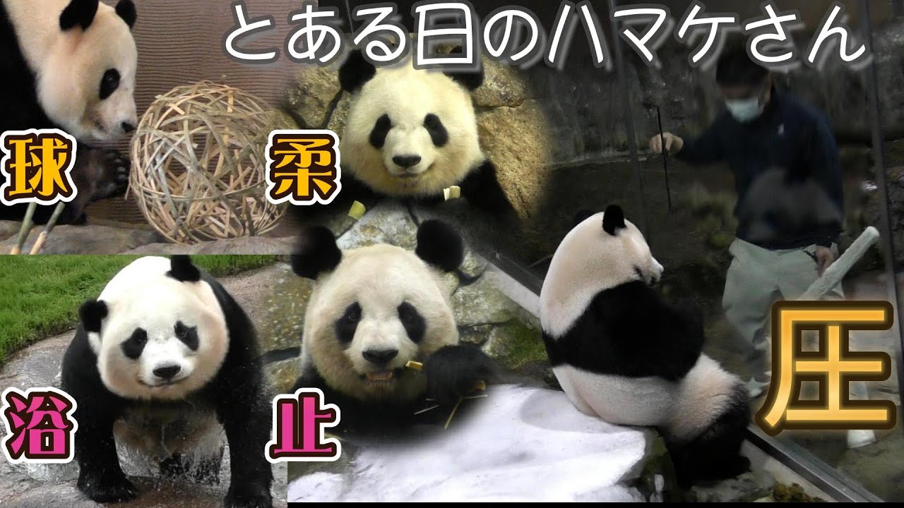 【とある日のハマケさん】楓浜🍁お外風呂＆ゼロ距離“圧”✨【パンダ家族】