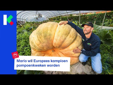 Video: Grootste pompoenfestival ter wereld vindt plaats in Duitsland