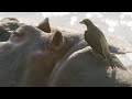 Hippos and Oxpeckers Interaction