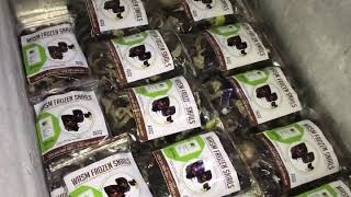 Frozen snails ready for delivery