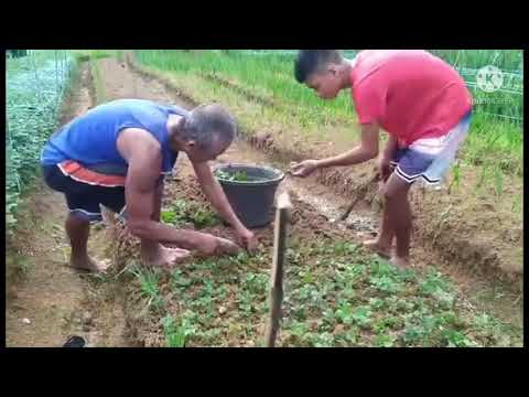 Video: Chrysanthemum (111 Larawan): Ano Ang Hitsura Ng Mga Dahon Ng Mga Bulaklak Sa Hardin? Paano Mapalago Ang Isang Chrysanthemum Sa Kalye? Paglalarawan Ng Mga Sakit, Komposisyon Na May 