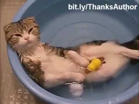 Lustige Katzen Videos !! / ★★★ Lustige Katzen Clips / Lustige Katzen zum totlachen
