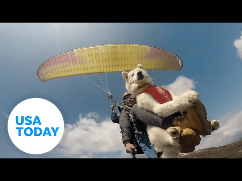 Husky enjoys paragliding adventure with owner | USA TODAY
