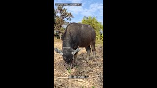 Hay, Pasture & Lawn Recovery System with Liquid Biochar - 2.5 Gallon