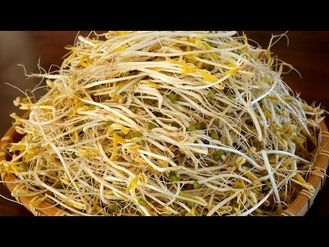 How to grow mung bean sprouts (Sukju-namul: 숙주나물)