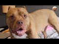 😂🐕 This Dog Acts More Like a Human Than a Pet! You Won’t Believe It | Tails_h2me
