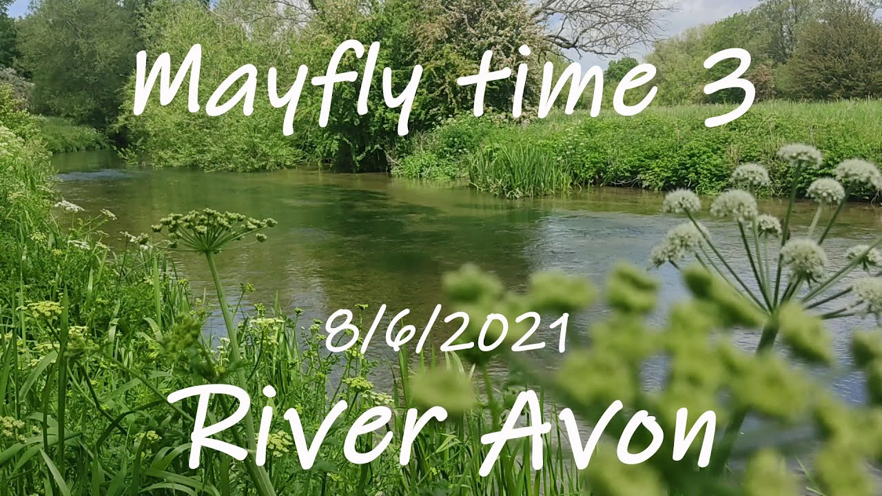 【Mayfly③】Magic moment again？　Fly Fishing U.K and around The World. 英国と世界各地の釣りと魚にまつわるビデオです。