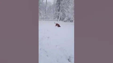Snow Ball