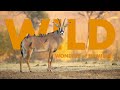 Why is wildlife in namibia so diverse  full episode