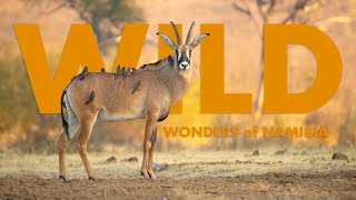 Why is Wildlife in Namibia so Diverse? | Full Episode