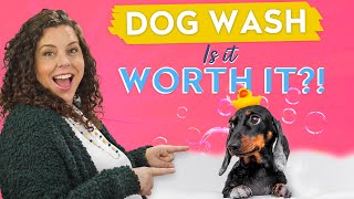 How to Start a Successful Dog Self Wash