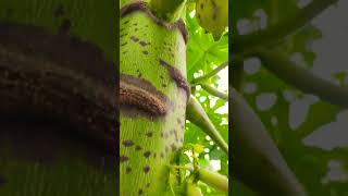 natural videos flower trees and fruit trees