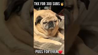 300 Abos, ty all. Pug Metal🤘