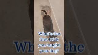 What’s the first trick you taught your dog?