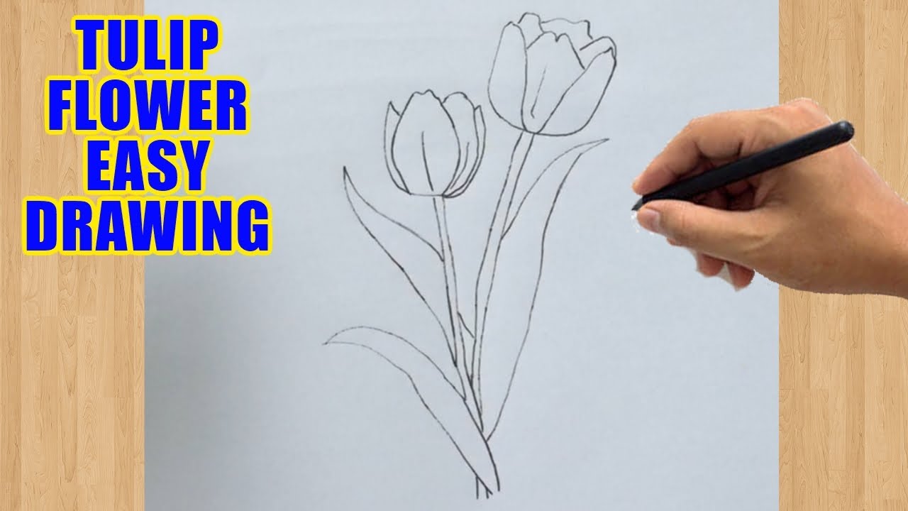 How to Draw a Tulip Flower: Easy Step-by-Step Tulip Drawing Tutorial!