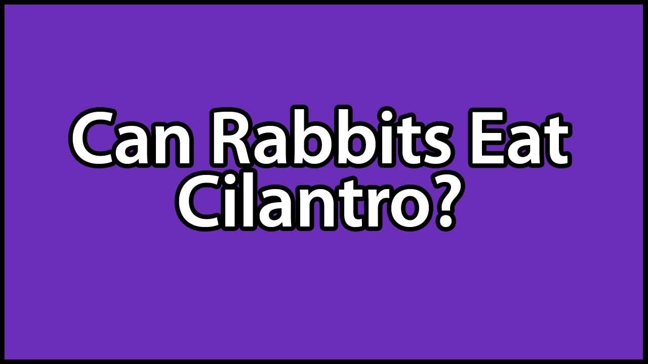 Can Rabbits Eat Cilantro YouTube