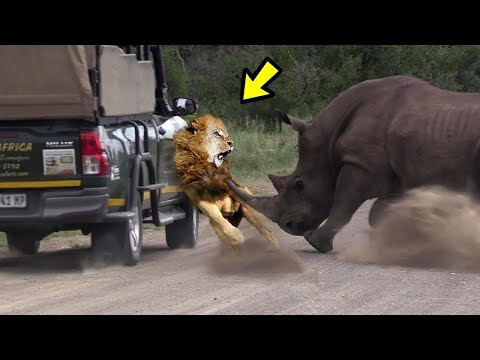 Vidéo: Une lionne peut-elle tuer un lion ?