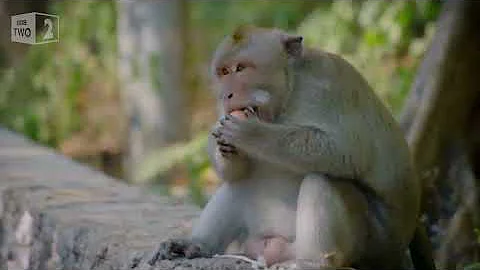 why monkeys is so violent? | World's Sneakiest Animals