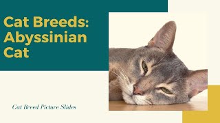 Abyssinian Cat Slides  Cat Breeds