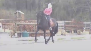 Hernesto De Niaster Pre Stallion