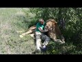 Сумасшедшее фото с львом -вожаком !!!