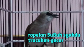 trucuk ropel panjang alarm subuh..ropelan subuh syahdu..