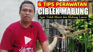 PERAWATAN CIBLEK MABUNG AGAR CEPAT SELESAI - TIPS MERAWAT CIBLEK AGAR TIDAK MACET MABUNG