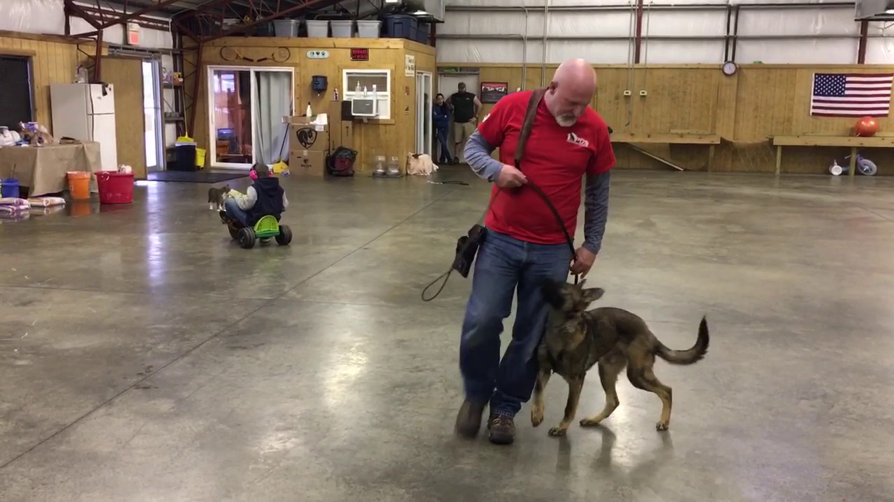 obedience to authority Sable German Shepherd 