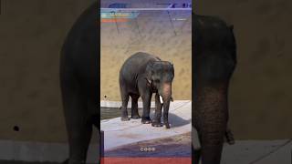 Satu Malaysia Menangis Tengok  Nimisi Bawa Balik Gajah Malaysia gajah zoonegara zoojapan